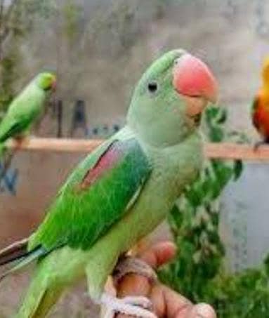 2 females raw parrots full tame ,,, price main compromise ho jay ga