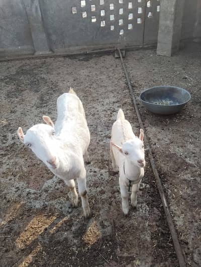 tedi with 1 male, white betal with 1 female