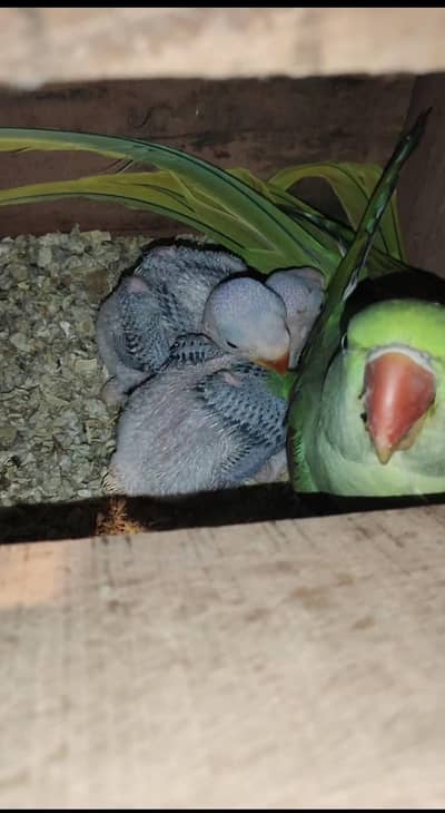 Kashmiri Raw Breeder Pair With Chicks