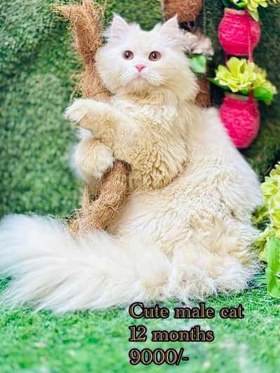 persian males and females