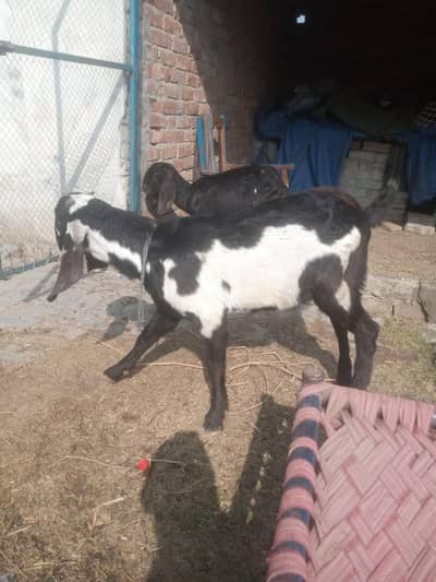 Bakra