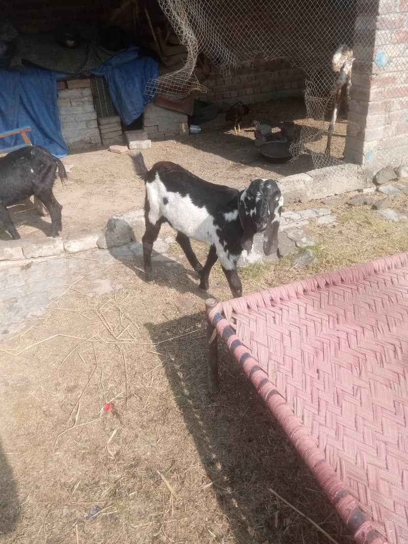 Bakra 4