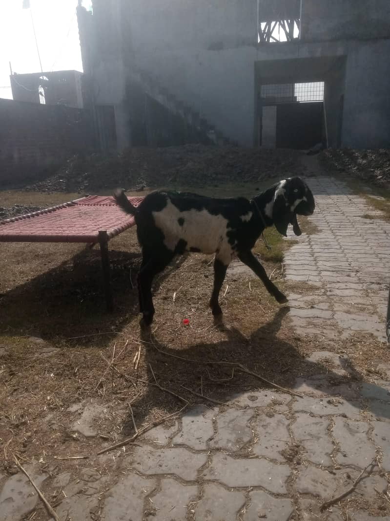 Bakra 5