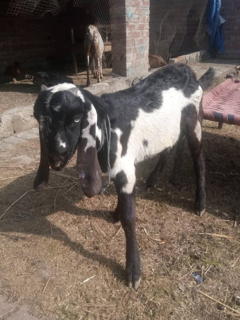 Bakra 6