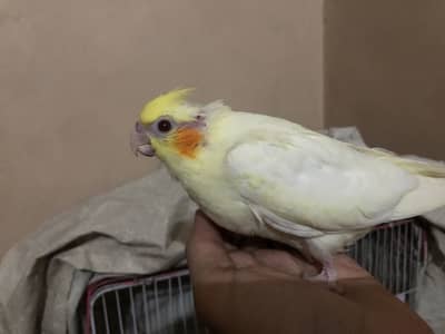 Cockatiel Chicks