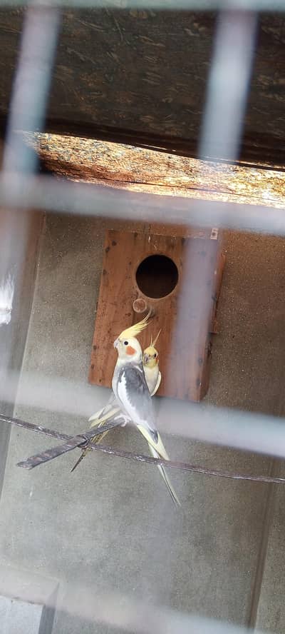 cocktail pair of sale