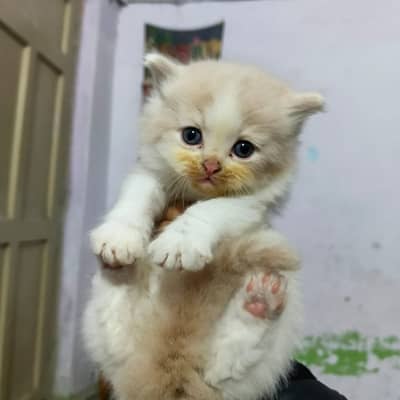 Persian cat and short hair