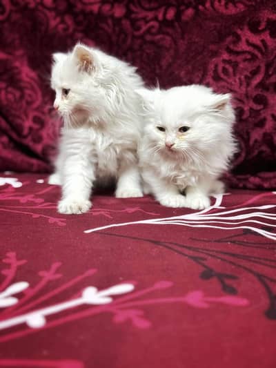 Persian cat for sale | triple court | 2 color eyes