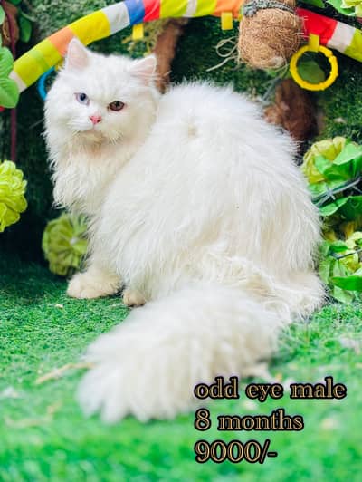 Beautiful persian males and females