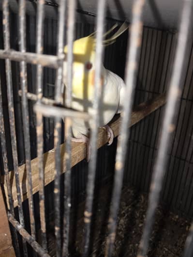 c. white grey or ino coctail beeeder pairs available in lahore