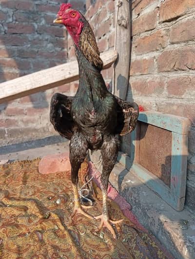 aseel murga for sale ha offer offer