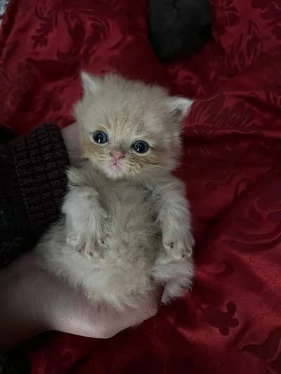 persian Extreme punch face 30 days