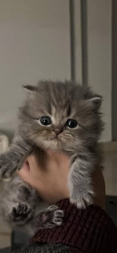 persian Extreme punch face 30 days