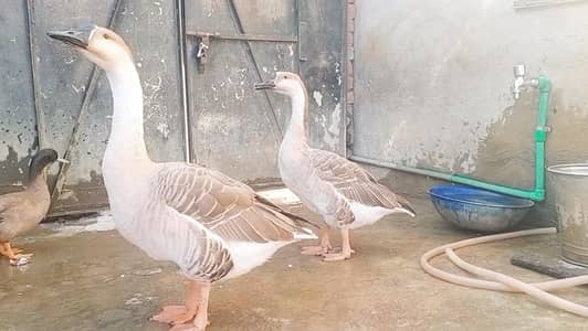 pair for sale 03164350590