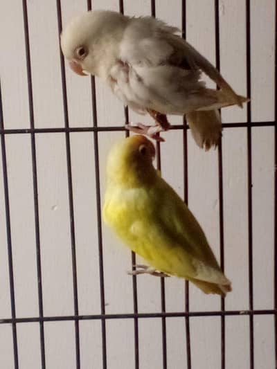 2 pair love bird crimino and albino and one  lutino red hoodie