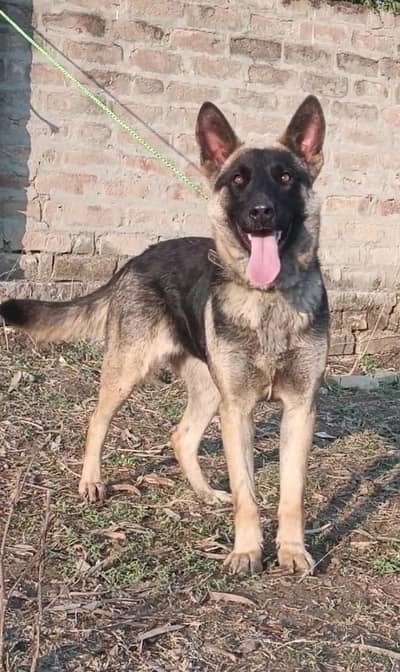 Alsatian bigyari female age 9 month full security guardian for sale