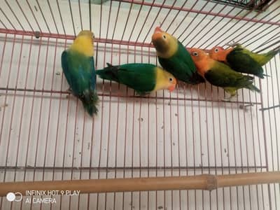 6 pieces of lovebirds