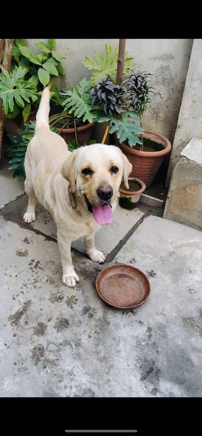 Male Labrador Retriever