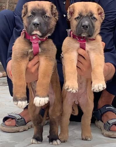 kurdish kangal puppy | kurdish kangal dog| kangal puppies |kangal dog