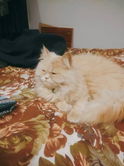Persian cat for sale contact @ +92 370 7933120