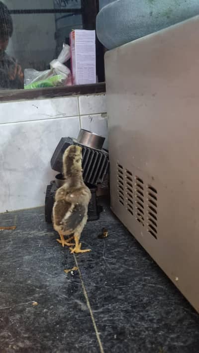 white shamo  and  Lasani