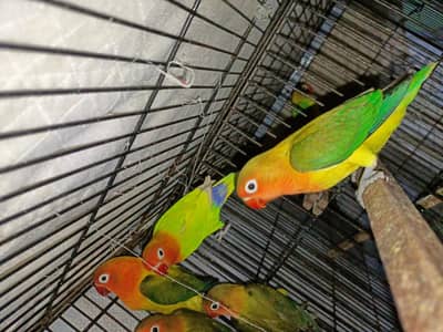 Green Ewing opaline : what app: 0302_6247572