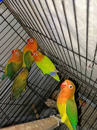 Green Ewing opaline : what app: 0302_6247572