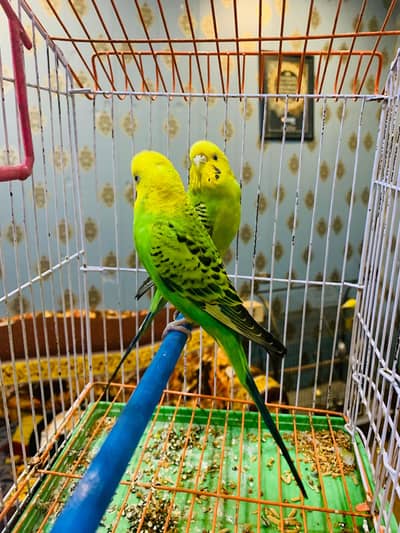 budgies/cocktails/cage+accessories