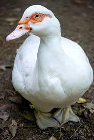 muscovy ducks female