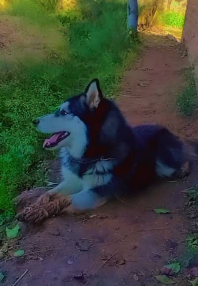 Don't disturb me if you don't bay