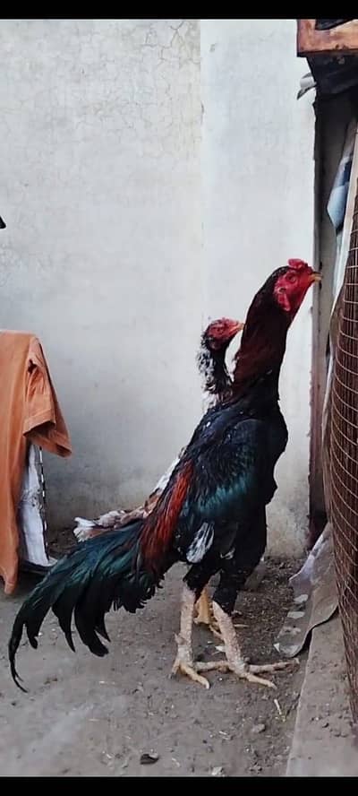 Shamo plus thai patha