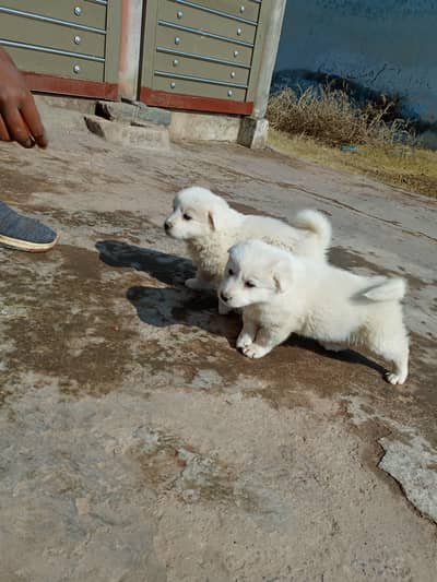 Russian Puppies Female