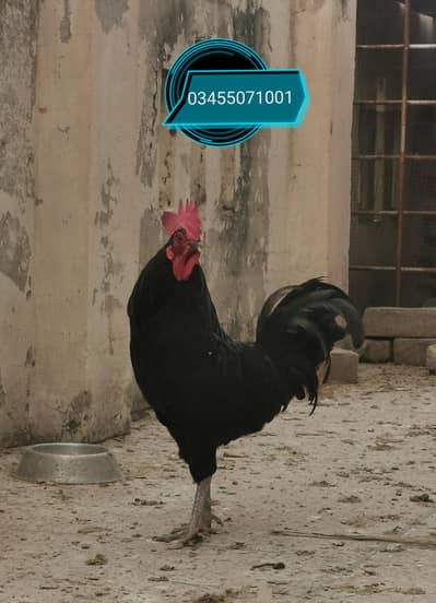 Astrolorp, Mianwali pure breed hens and heera Patha
