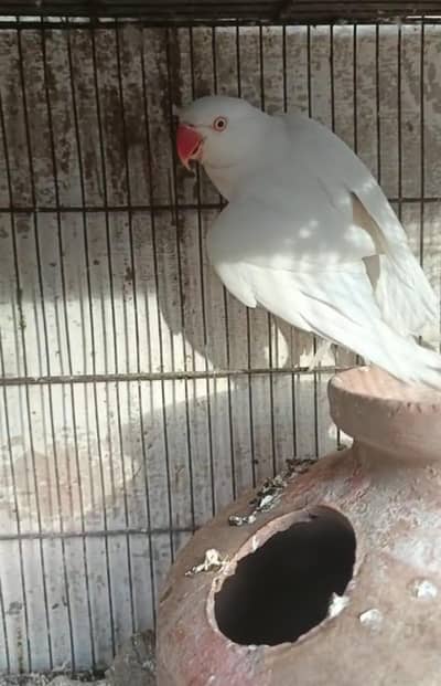 Ringneck Pair for Sale