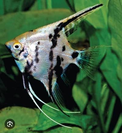 Angel Fish