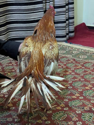 Original Aseel Male Home Chick