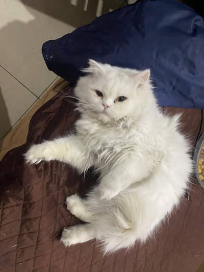 triple coat white male