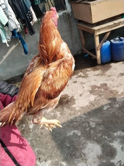 murgi egg Dari ha  filter murga