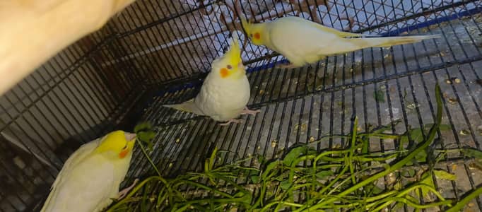 Ringneck & Cockatiel