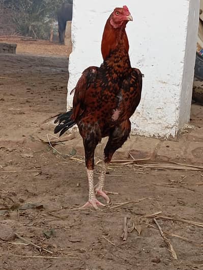 Pakistani aseel murga