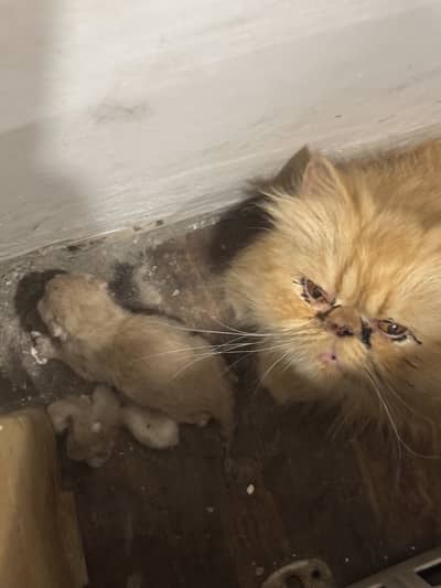 Near to peke female cat