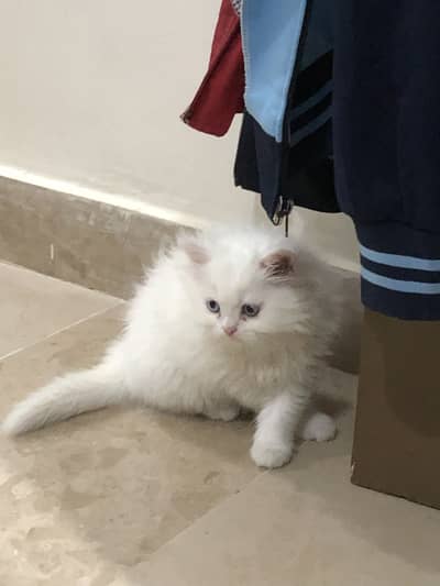 Beautiful persian female kitten very playfull and healthy