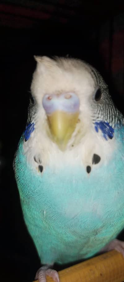 tamed budgie Australian parrot breeder male