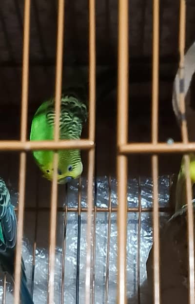 Home bread 1 full pair 3 pathy پٹہے