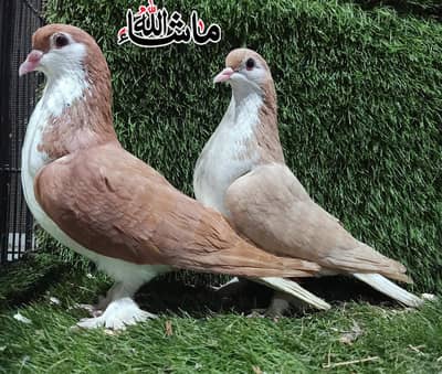 Sherazi Breeder pair For Sale