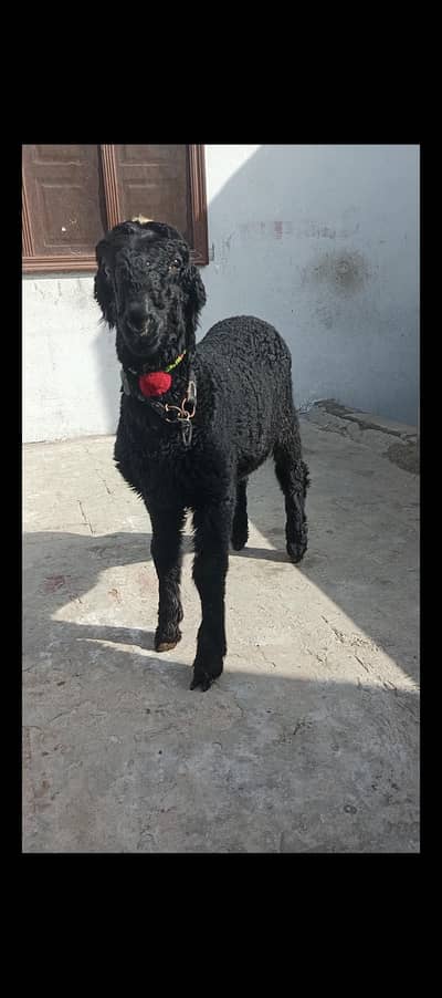 black munda sheep male | pure munda chatra | goat | qurbani 2026