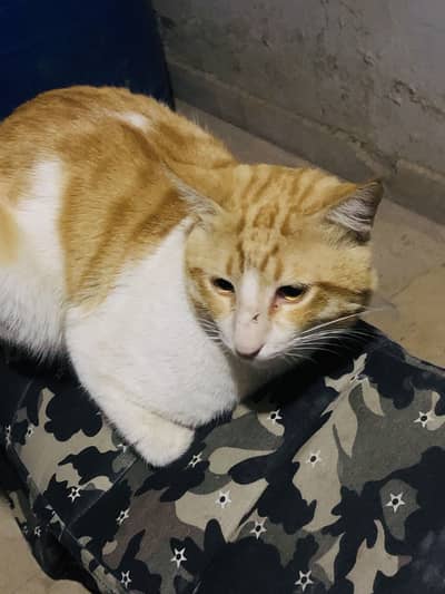 Ultra instinct Cat For Sale