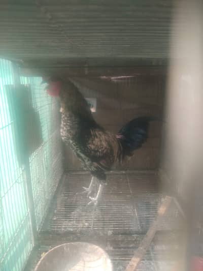 Misri adult male available at Gulshan Iqbal 13-D-1