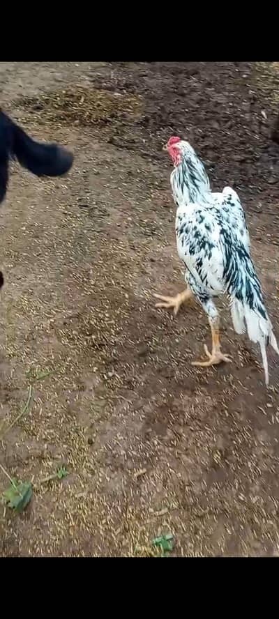 Pakistani aseel black white colour