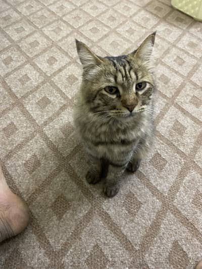 Beautiful Long-Haired Tabby Cat for Sale 